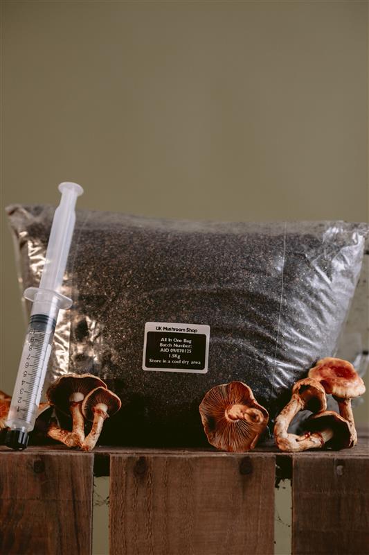 1.5kg All-in-One Mushroom Grow Kit - Grow Kits