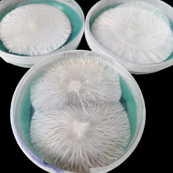 Agar colonisation