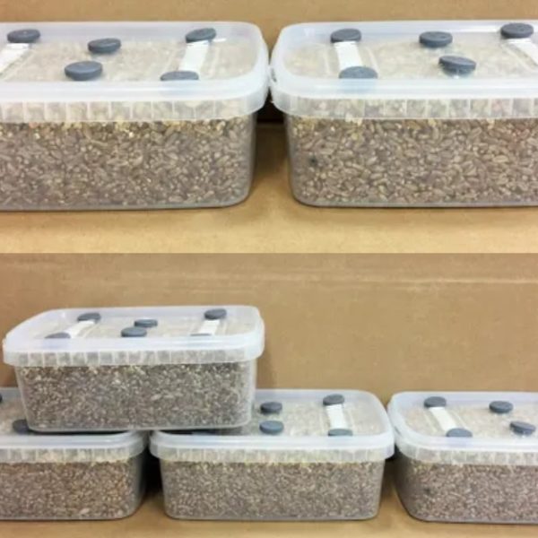 Dutch style all in one mushroom grow kit