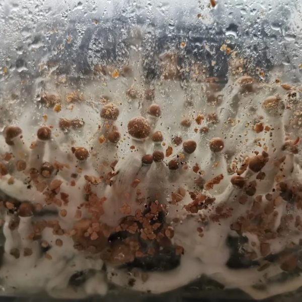 SprinkleBag mushroom grow kit