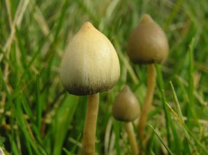 An image showing liberty cap magic mushrooms