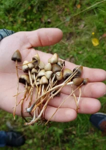 An image showing different liberty cap mushrooms