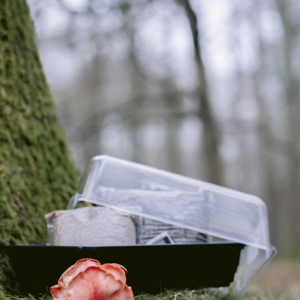A produt image depicting an all in one monogrow monotub mushroom grow kit from Shiny Spores.
