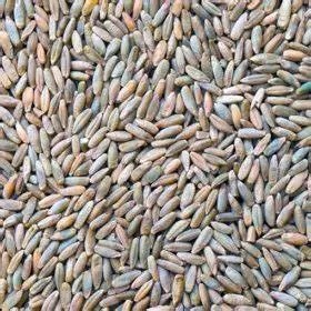 An image showing what rye grain looks like when it is outside of the 25kg sack.