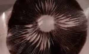 An image of a spore print that links to the spore print category