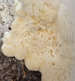 Lions Mane Spores