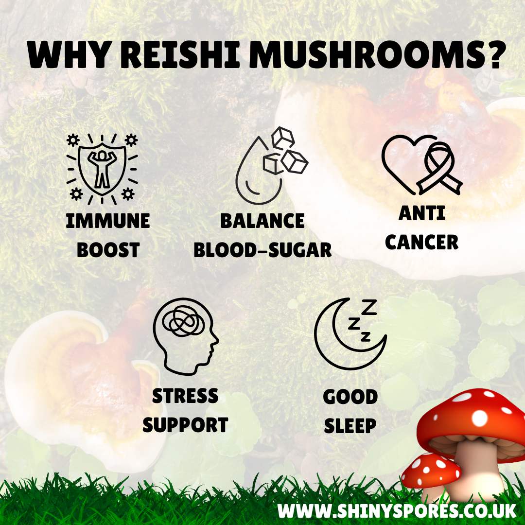 The benefits of Reishi Mushrooms