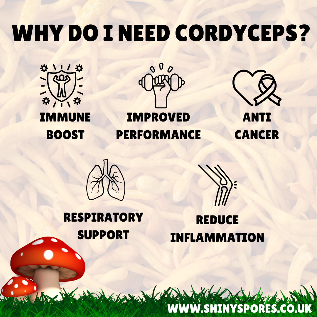 why do I need Cordyceps?