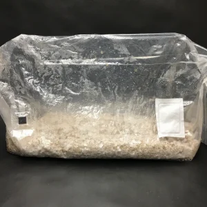 4lb IF2