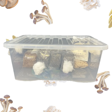 Untitled-3 all in one mushroom grow kit image featuring a plastic tub and its contents